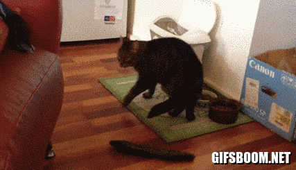 Cat is freaking out after seeing a cucumber next to his food
