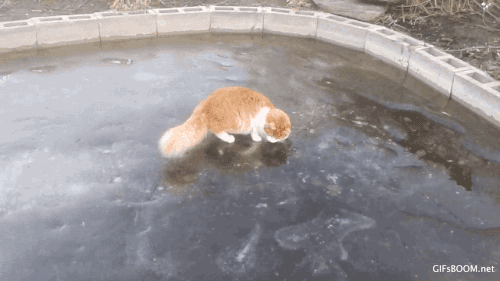 cat searching for a fish through ice