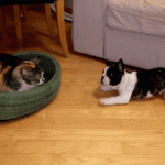 dog claiming his bed stolen by a cat