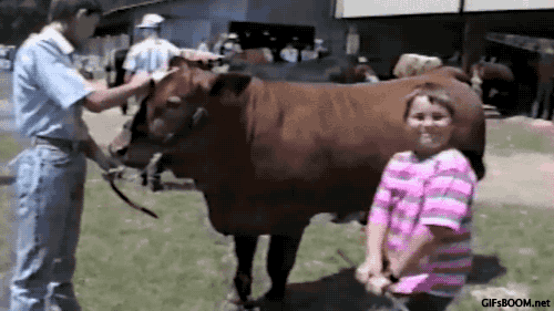 cow being jerk