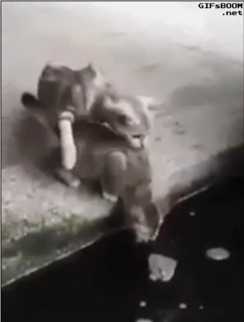 Fish attacks two cats and a kitten is dragged into pond