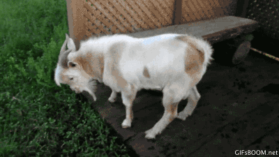 A goat jump on the grass, then faint