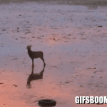 Deer jumping on a beach