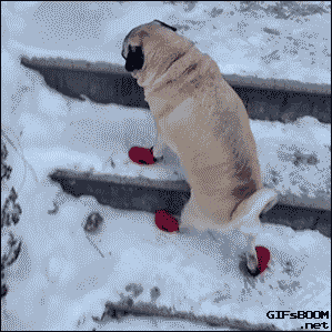 a pug with new boots on snow