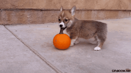 a puppy playing with a pumpkin