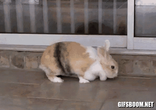 little rabbit finds a sleeping spot