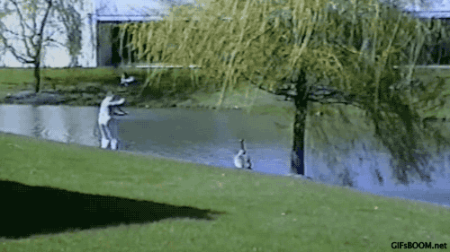 a duck attacks a man