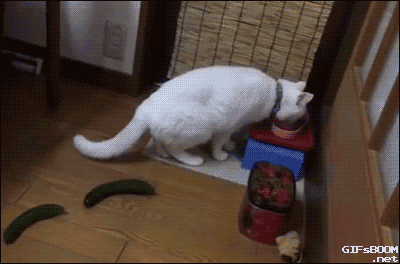 cat-double-cucumber.gif