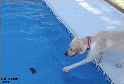 dog-falls-in-pool.gif