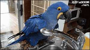 Smart-Macaw.gif