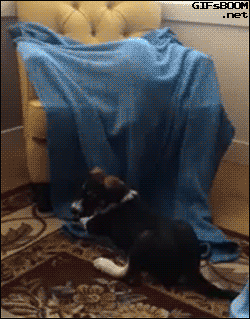 A cat attacks a dog jumping from a couch