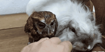 Human petting a bunny, while a little owl is watching.