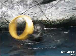 Otter playing with a ring