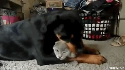 Rottweiler-Loves-the-Cat-So-Much.gif