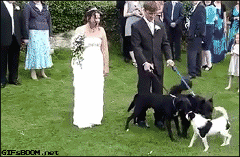 dog-pissing-bride-wedding.gif