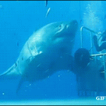 shark gives high five to scuba diver
