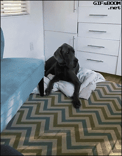 Baby-Shows-Huge-Dog-Who-s-in-Charge.gif