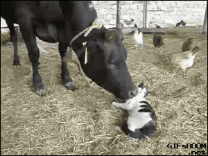 A cow is licking and kissing a cat.