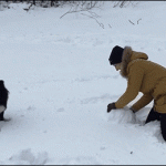 A dog is smashing a snow ball just made by his owner.