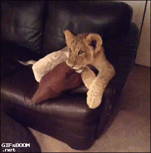 Two cute lion cubs watching "The Lion King" on TV.