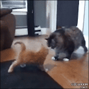 Two cats playing. The big one gives a slap to the small one.