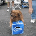 Dog gets angry with people try to touch his beerz.
