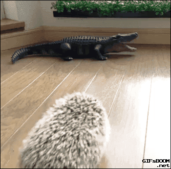 hedgehog-crocodile.gif
