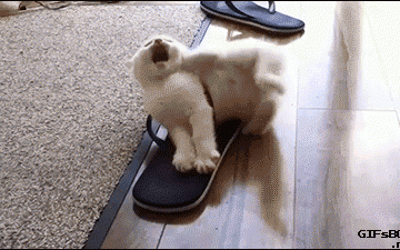 A kitten trapped in a slipper trying to set himself free.