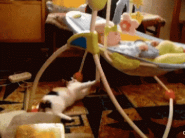 A cat is playing with a rocking kradle and a baby inside